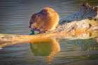 USA, Colorado, Fort Collins. Muskrat on log in water. Art Print